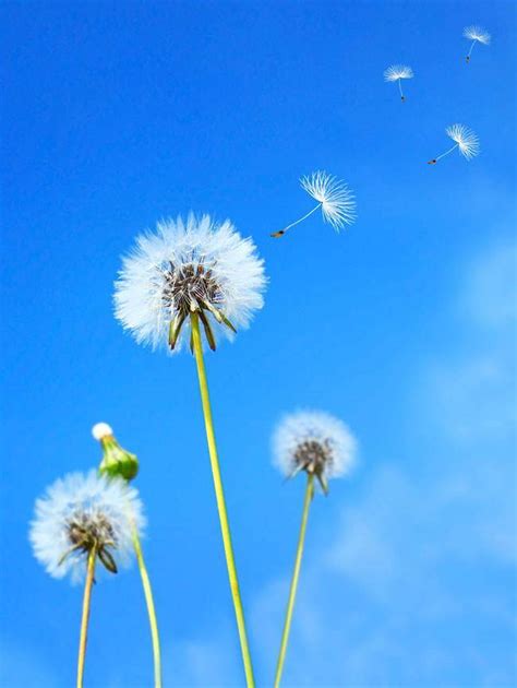 搭乘白色降落傘隨著風吹四處搖|五月詩詞《蒲公英》，悠悠脈脈隨風至，翩然飄落舞紅。